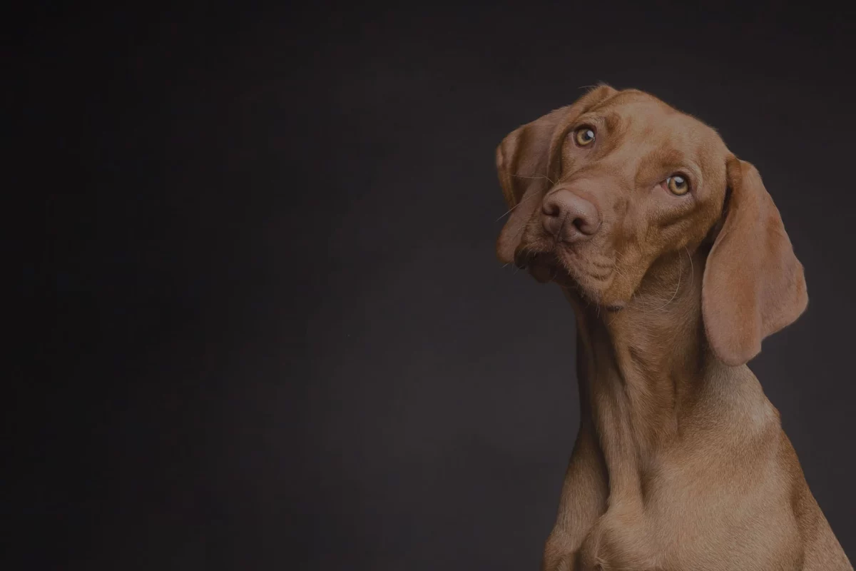 Canis Purus Bree (B) - Professioneel webdesign en maatwerk website