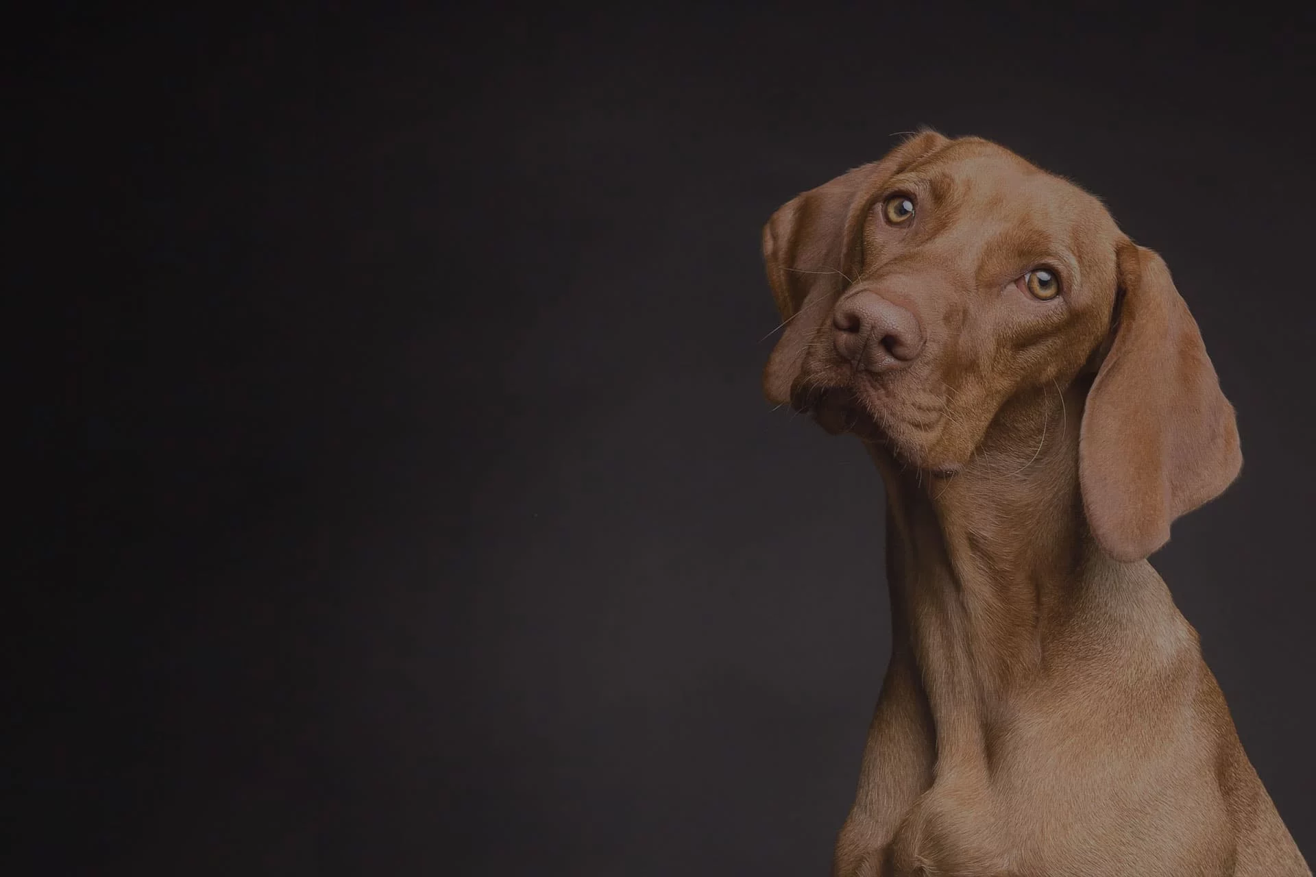 Canis Purus Bree (B)