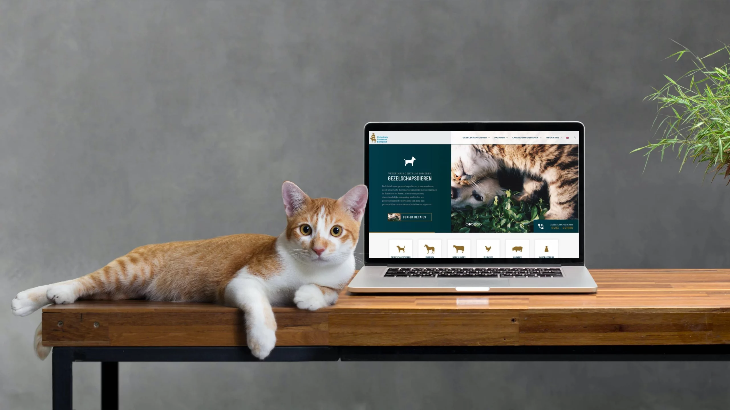 Website voor Dierenartsenpraktijk Someren